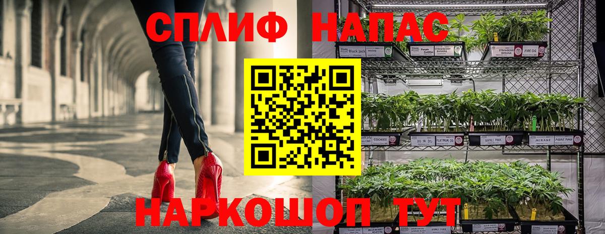 Каннабис сатива Можга